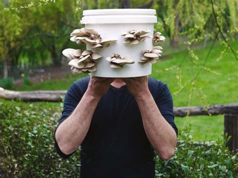 Video Grow Mushrooms In A Bucket And A Wild Fungi Foraging Guide