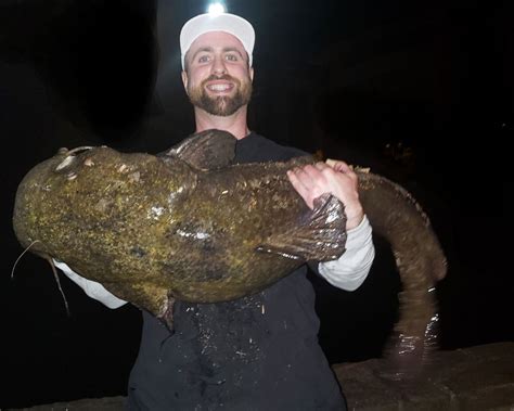 New Pennsylvania State Record Flathead Catfish Premier Angler