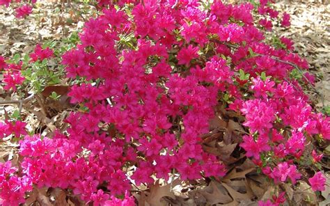 Encore Azalea Plant Species The Good Earth Garden Center