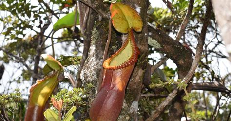 Nepenthes Macrophylla Toms Carnivores
