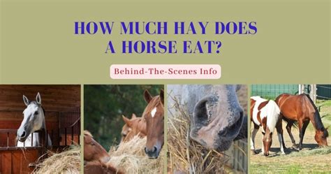 How Much Hay Does A Horse Eat Behind The Scenes Info The Horses Guide