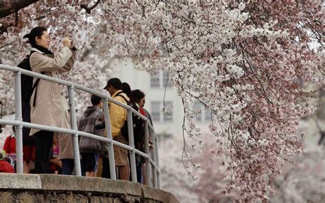 100 Year Old Japanese Cherry Trees Blossom In Washington Dc