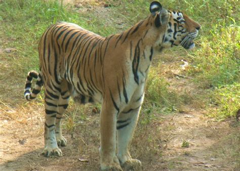 Visit Sundarbans Tiger Reserve In India Audley Travel