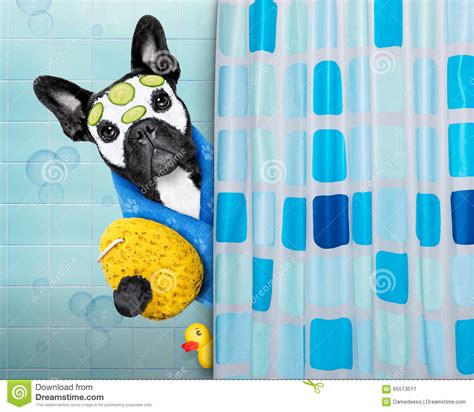 Dog In Shower Stock Image Image Of Lotion Funny Clean 65513511