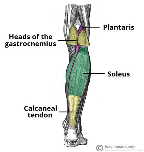 Artists usually begin their study of the legs by. Muscles in the Posterior Compartment of the Leg | Muscle anatomy, Leg muscles anatomy, Leg muscles