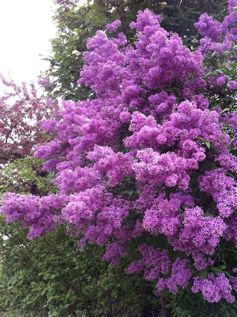 Purple Lilacs From Vancouver British Columbia Beautiful Tree Flower