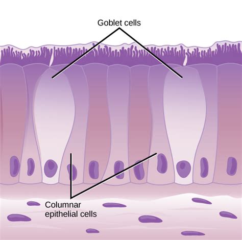 Animal Primary Tissues Openstax Biology 2e