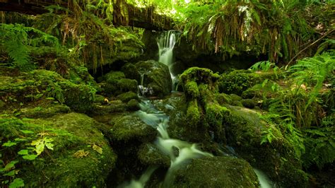 Jungle Foliage Dense Vegetation And Mountainous River Waterfall Rock