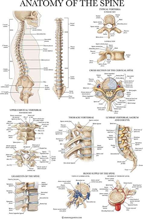Palace Learning Anatomy Of The Spine Poster Laminated Spinal