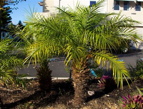 Pygmy Date Palm Guide How To Grow And Care For Phoenix Roebelenii