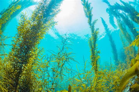Why Seaweed Is The Newest Beauty Ingredient Thrive Market