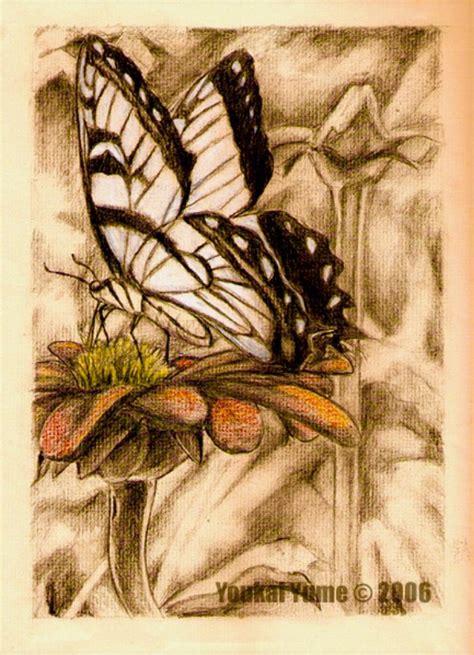 Ap Studio Art Butterfly Wings Art Studios Colored Pencils