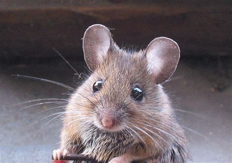 Demikian sedikit fakta mengenai cara membuat perangkap tikus elektrik sederhana dan sangat mudah. Cara Sederhana Untuk Membuat Perangkap Tikus Di Rumah