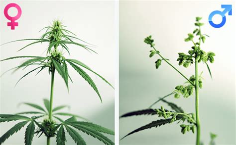 Male Vs Female Cannabis How To Identify The Sex Of Your Plant