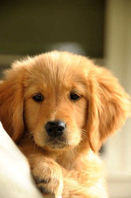 Golden Retriever Golden Retriever Cute Puppies Cute Dog Wallpaper