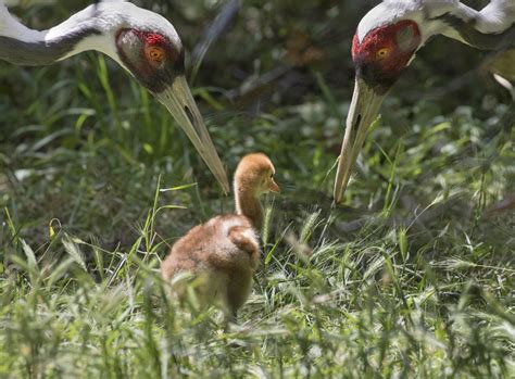 White Naped Crane Chicks Hatch A Symbol Of Hope For A Vulnerable Species