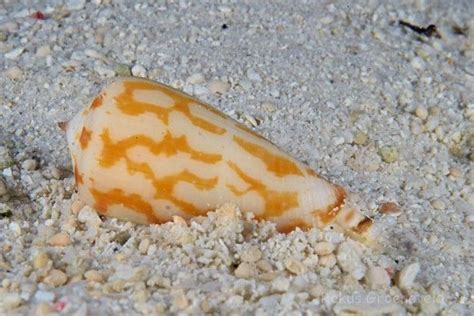 Undetermined Cone Shell Conus Sp Meeresschnecke Schnecken