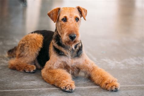Airedale Terrier Breeders Canadian Kennel Club Registered Pawzy