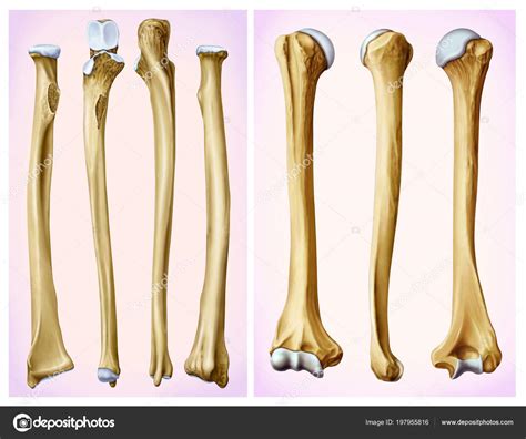 Frontal Lateral View Humerus Radial Bone Long Bones Make Arm Stock