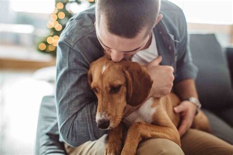 Touchy Feely Can Pets Sense Emotions In Humans