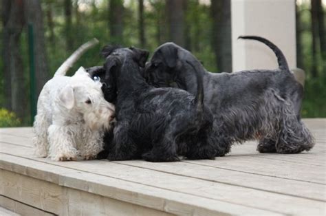 Cesky Terrier Info Temperament Puppies Pictures
