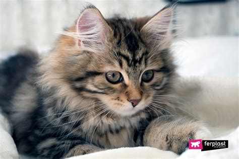 It's not all in your head. Cat Breeds That Don't Shed