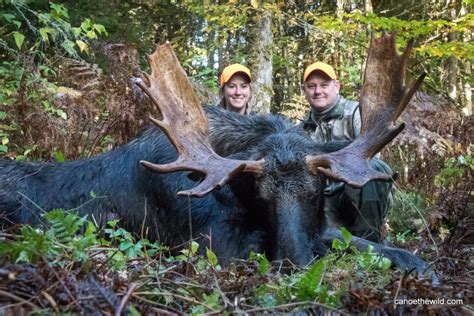 Maine Trophy Moose Hunt Canoe The Wild