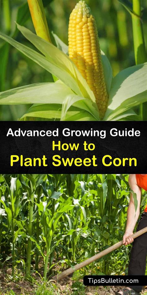 Learn How To Grow Sweet Corn Plants At Home Growing Sweet Corn Is