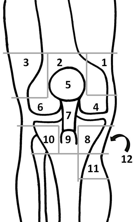Back Knee Pain Location Chart