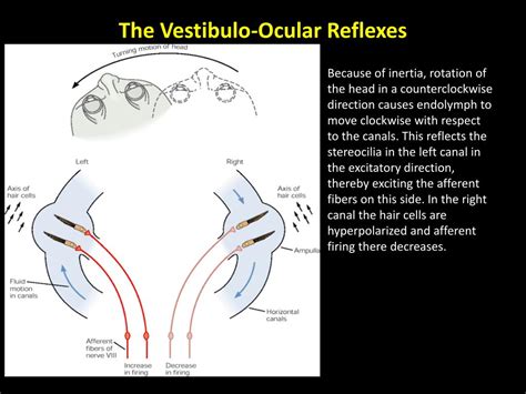 Ppt Cerebellum Powerpoint Presentation Free Download Id5333103