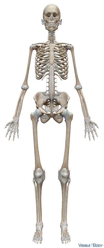Glossary Of The Skeletal System Learn Skeletal Anatomy