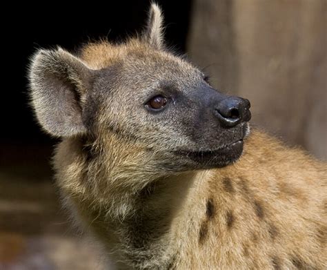 Spotted Hyena San Diego Zoo Wildlife Explorers