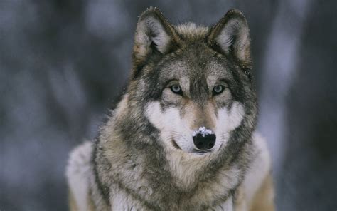 Mary pettis, moonlight chorus, gray wolf in usa forest, wolf in midwestern united states. Wolf HD Wallpapers