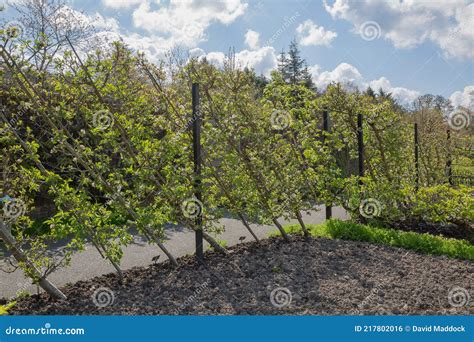 Fruit Trees With Spring Blossom Stock Photo Image Of Planted Devon