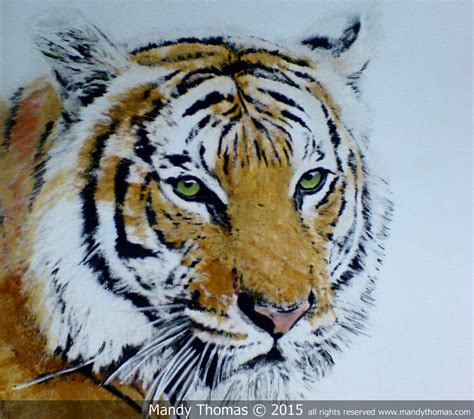 Painted Tiger By Mandy Thomas Mandy Thomas