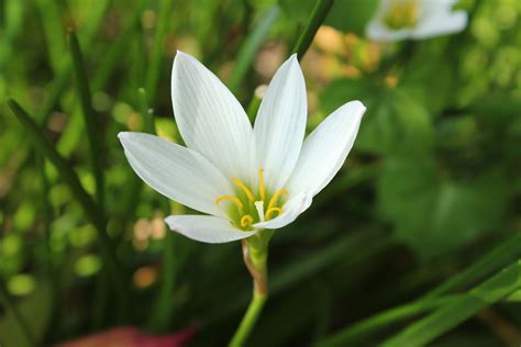 Single White Flower Free Stock Photo Public Domain Pictures