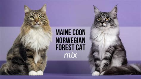 A Guide To Maine Coon Norwegian Forest Cat Mix