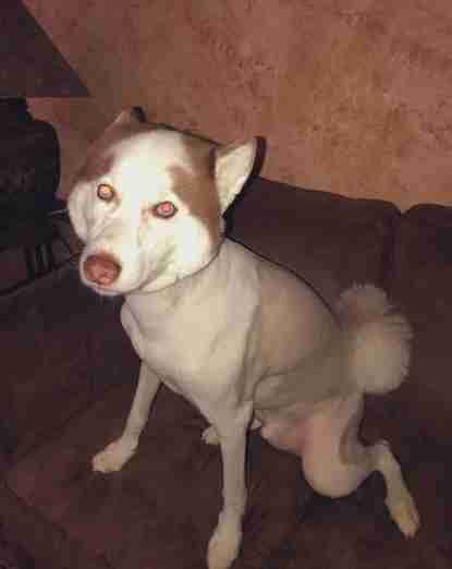 Husky Gets Hilariously Bad Haircut After Groomer Miscommunication The