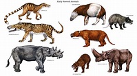 Pin on Evolution of Mammals