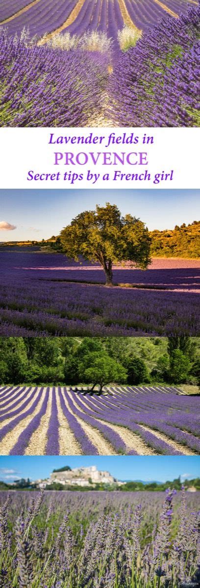 Where To See The Most Beautiful Lavender Fields In Provence Secret
