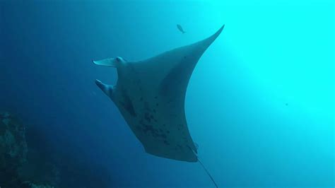 Reef Manta Ray Recorded For First Time In Eastern Pacific