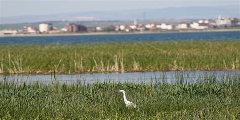 Beyşehir Gölü Milli Parkında Kuş Cıvıltıları Yükseliyor