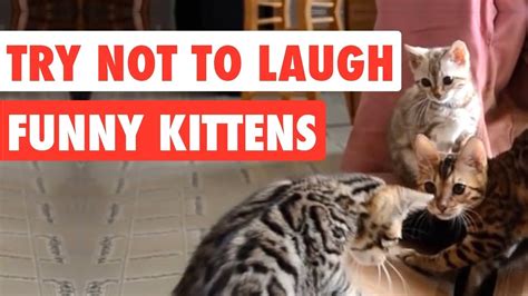 Try Not To Laugh Funny Kittens Video Compilation Youtube