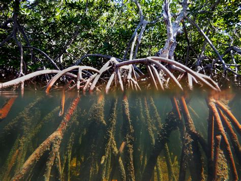 Mangrove Forests 101 National Marine Sanctuary Foundation