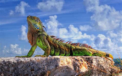 Animals Wildlife Reptile Iguana Nature Wallpapers Hd