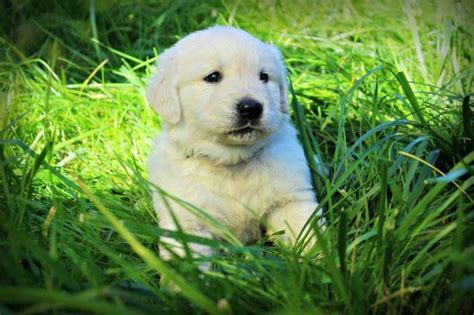 Smart, loving, loyal and loves children and other animals. AKC ENGLISH CREAM GOLDEN RETRIEVER PUPPIES for Sale in ...