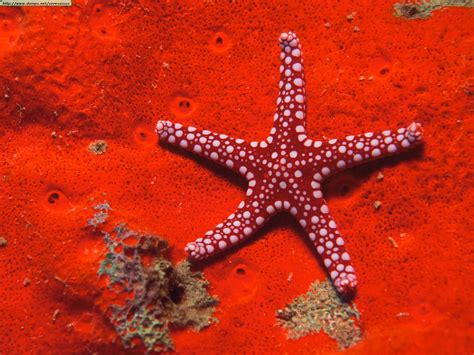 Starfishes Photos