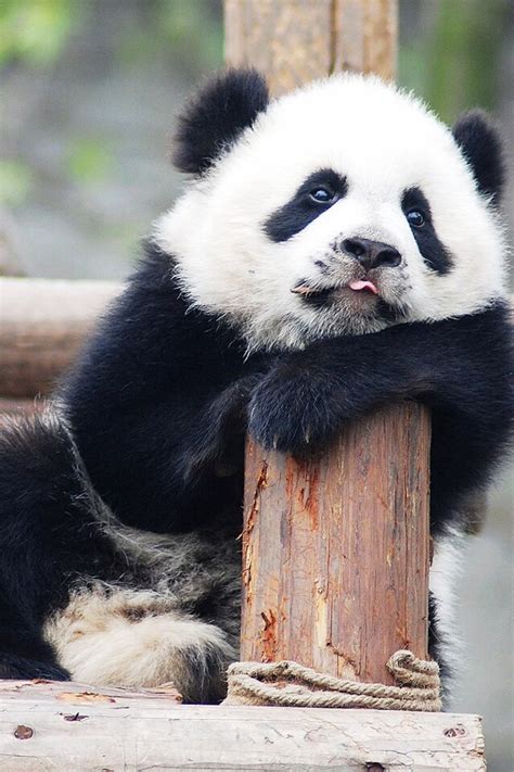 Pin On Panda Funny