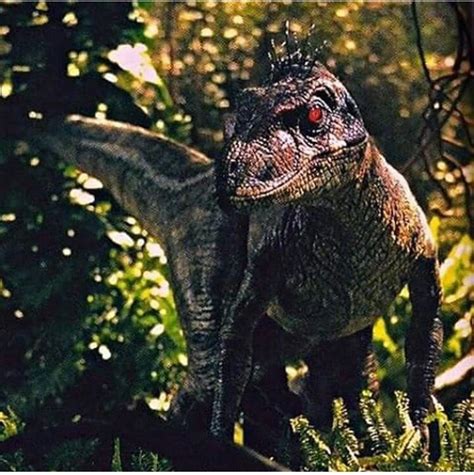Jurassic Park 3 Velociraptor Male