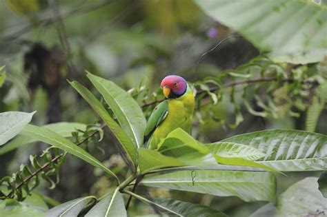 Plum Headed Parakeet — Full Profile History And Care